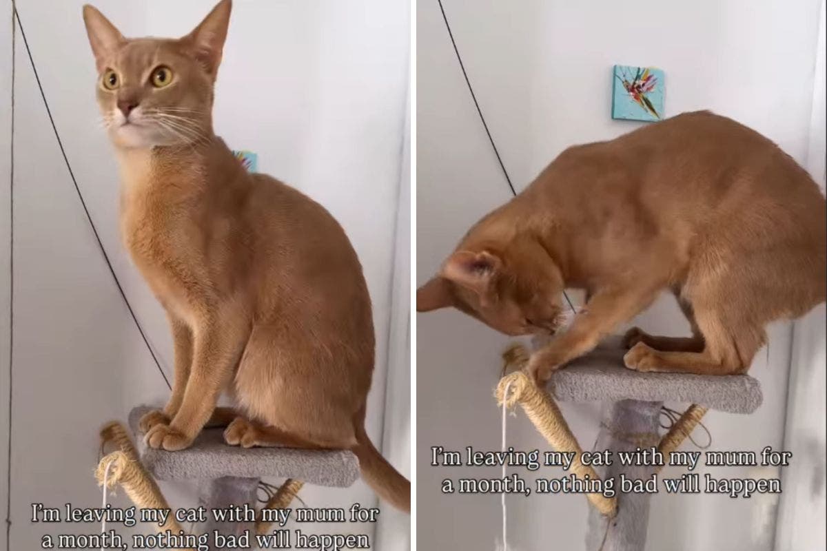 Woman Returns After Month Away, Can’t Believe What Mom Did to Her Cat