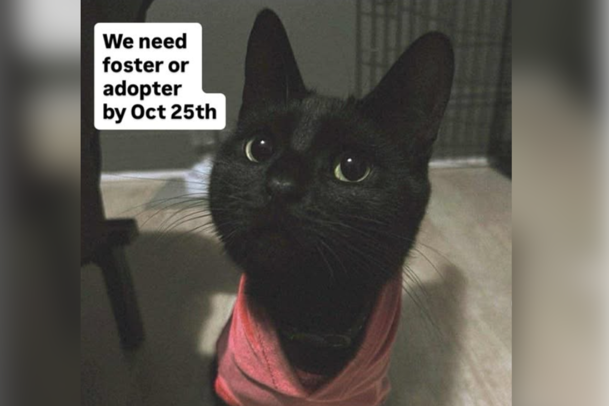 Hearts Break Over Cat’s Face As Owner Leaves the U.S., but Can’t Take Her