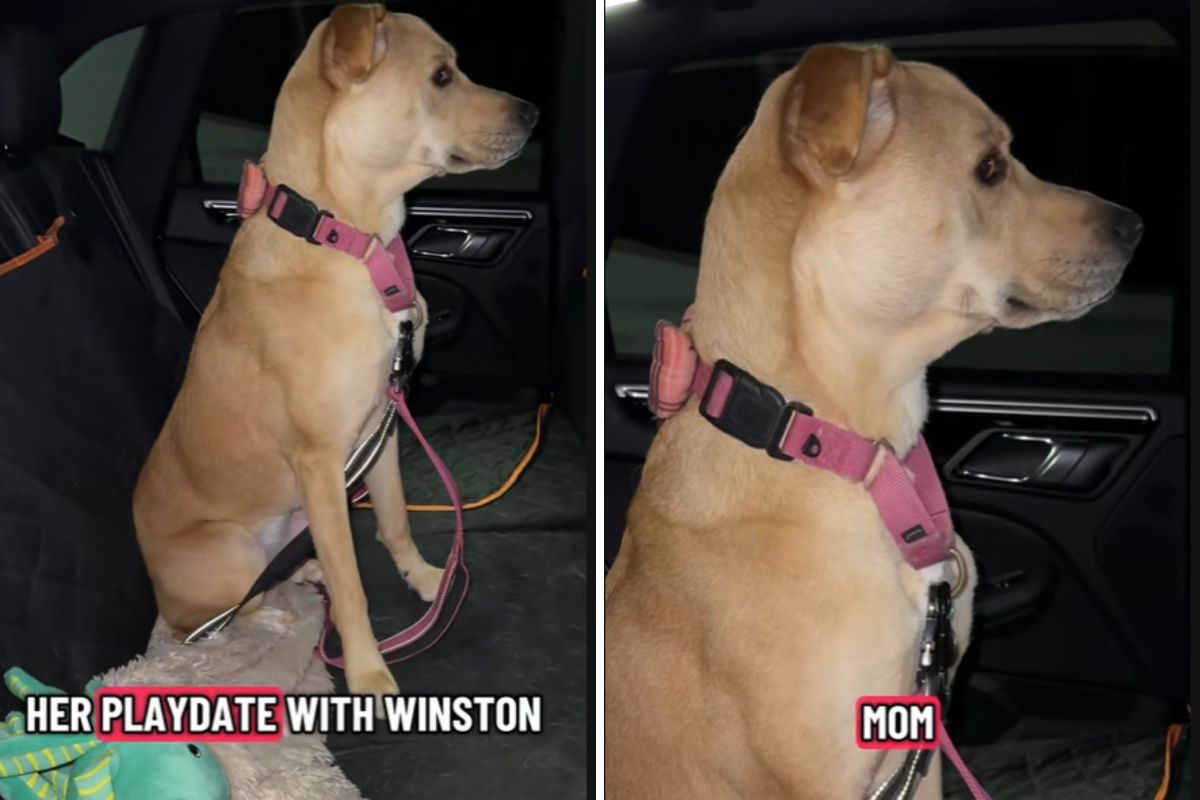 'Sassy' Dog Stages Silent Protest After Owner Picks Her Up From Playdate