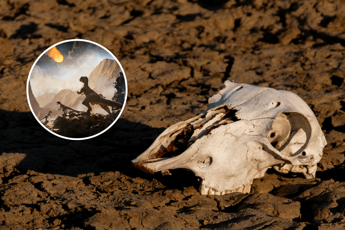 Humans Driving Extinctions at Scale Not Seen in 66 Million Years