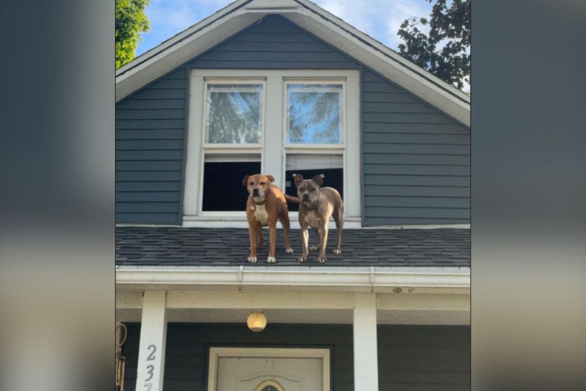 Woman Arrives Home, Can’t Believe Who She Finds Waiting on Her Roof