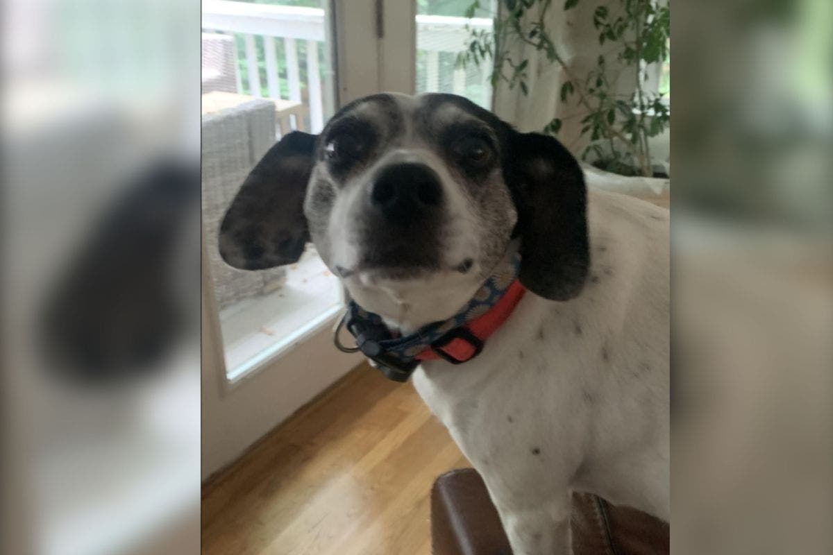 Dog Begs To Go Outside, Then Pet Sitter Realizes What’s Really Happening
