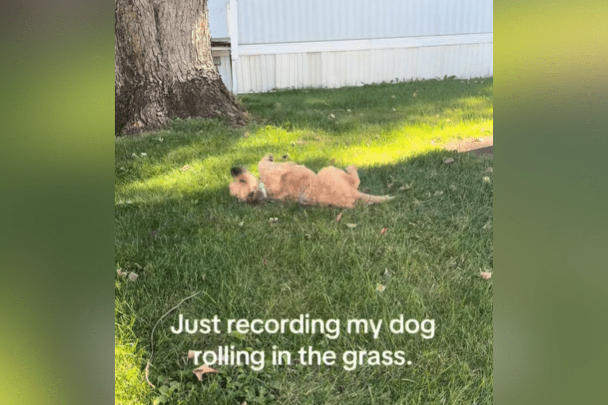 Owner Films Dog Playing in Grass—Never Expected What He Does Next: 'How?'