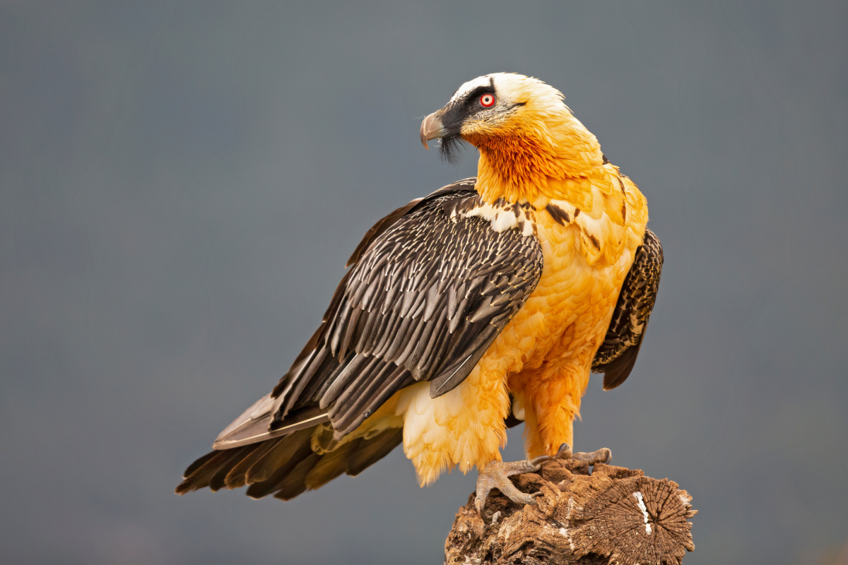 Scientists Find 650-Year-Old Artefacts in Birds’ Nests