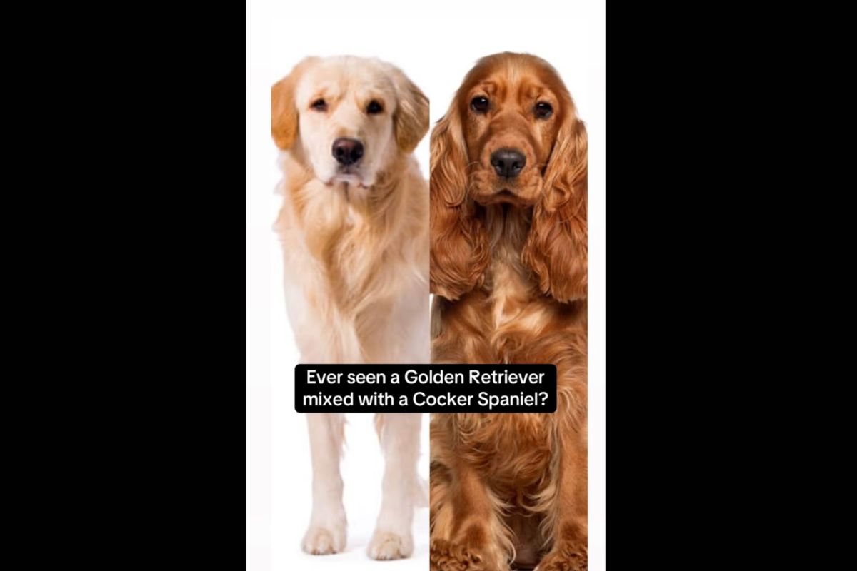 Owner Reveals Golden Retriever Mixed With Cocker Spaniel, Melts Hearts