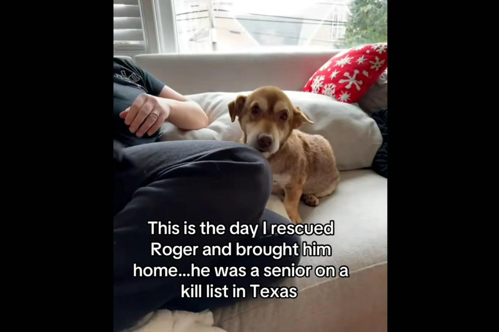 A Heartwarming Rescue: Roger's Journey from Kill Shelter to Loving Home
