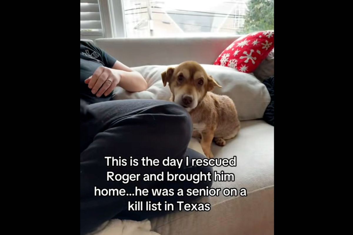 Tears at Face of Anxious Dog Rescued From Kill Shelter With Just Days Left