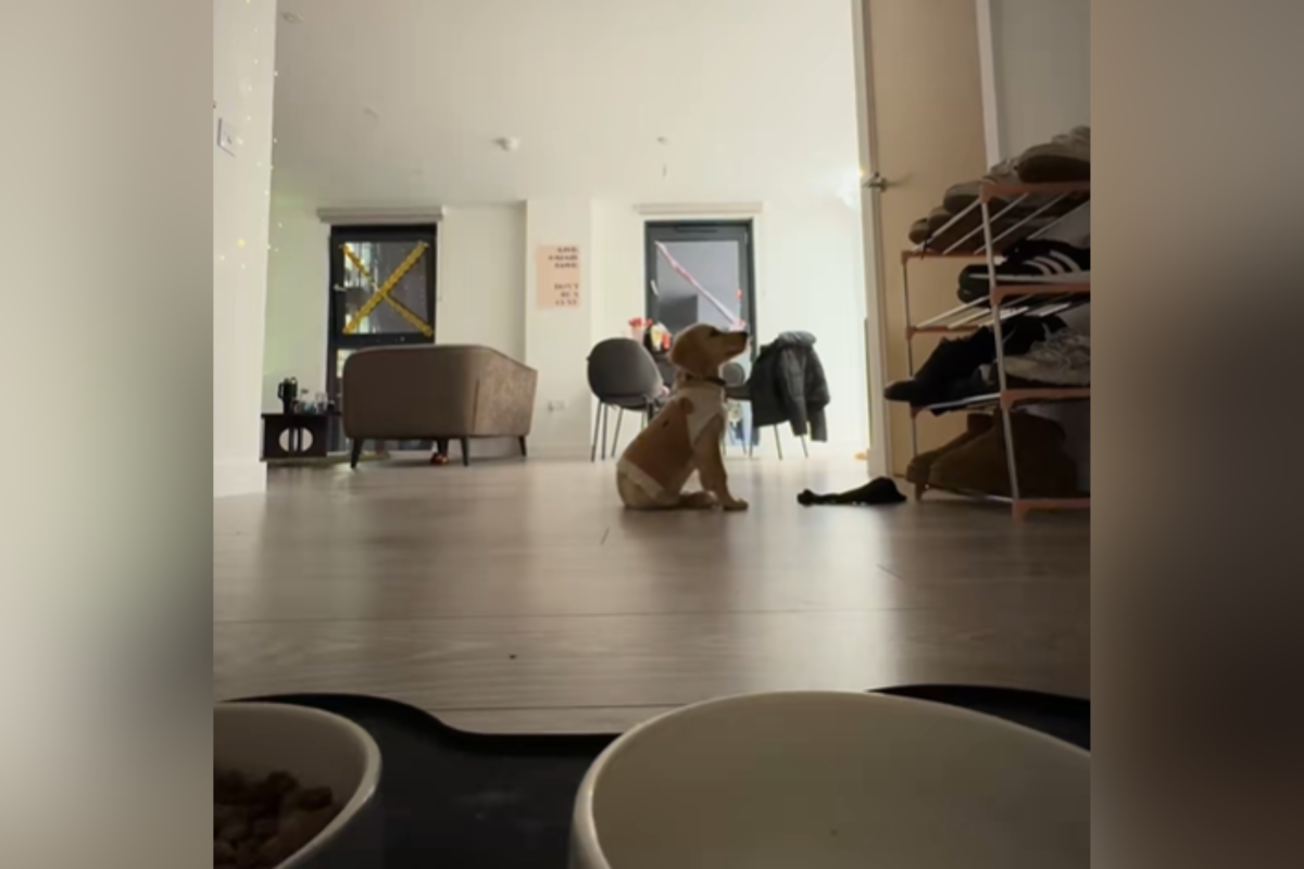 Owner Leaves Puppy for Just Minutes—Tears at What Camera Captures