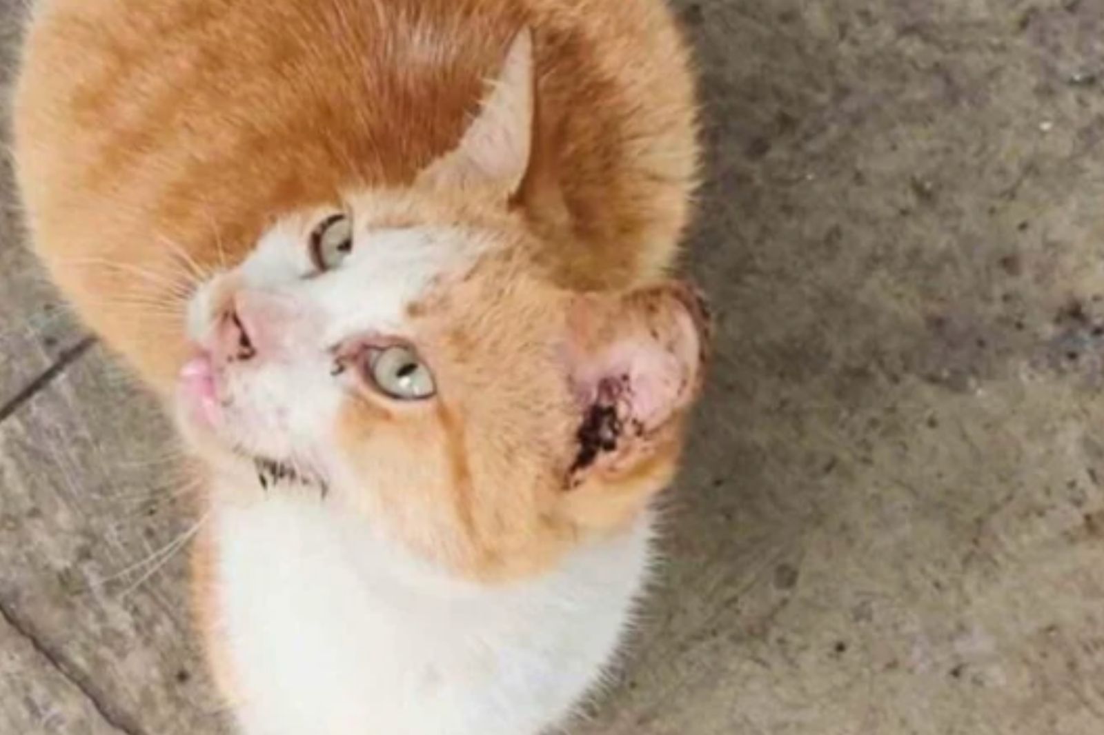 ＜BB.Kong＞STRAY CATS UNRELEASED DEMO maxresdefault.jpg