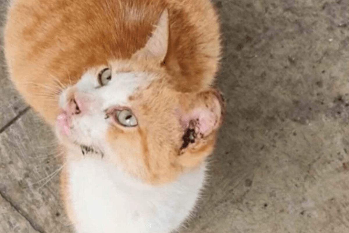 Woman takes in "male" stray cat, unprepared for surprise