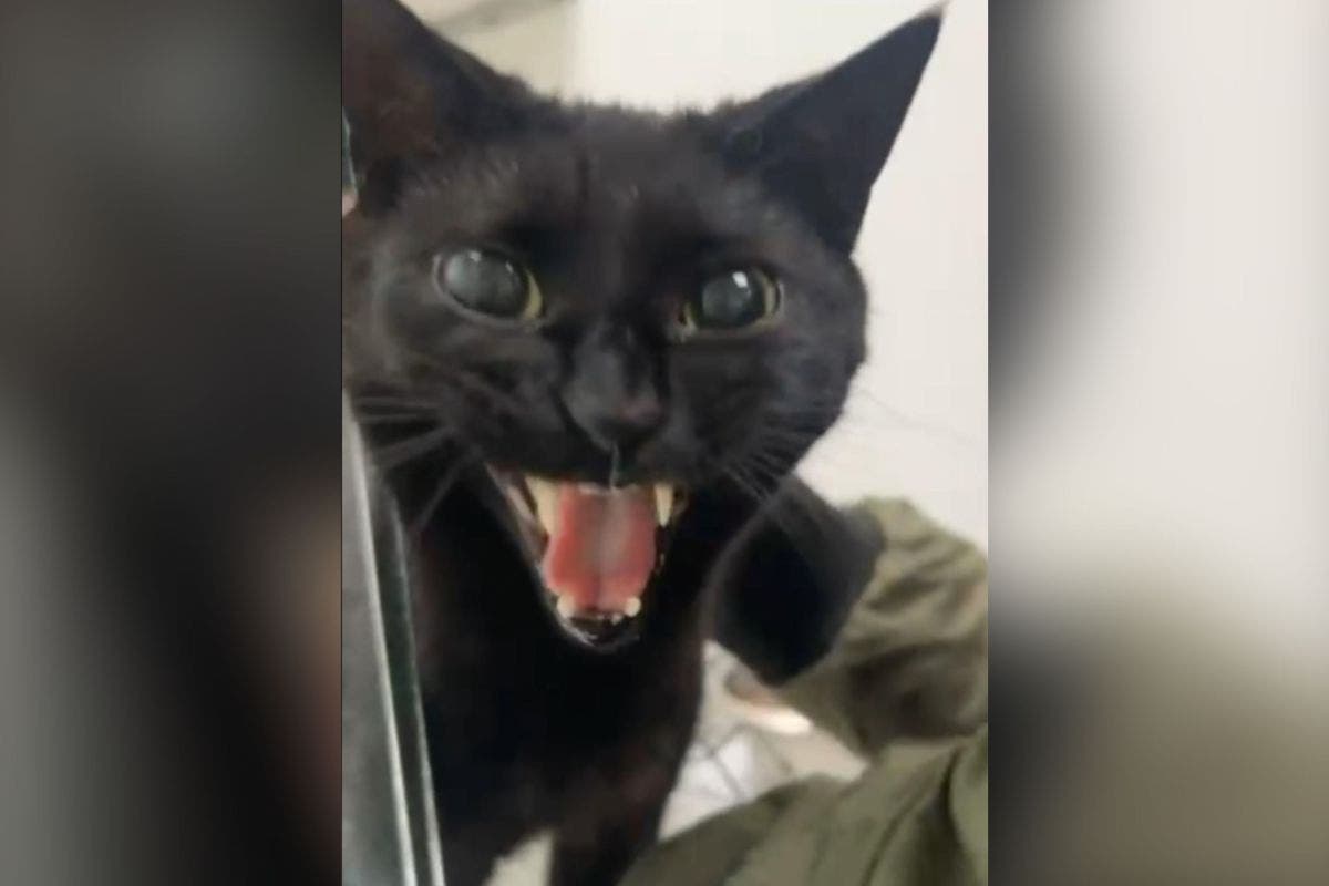 Owner Picks Up Cat From Cattery After 1 Week—Her Reaction Says It All