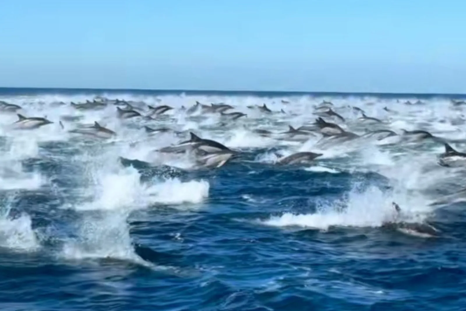 A dolphin stampede in San Diego, California.