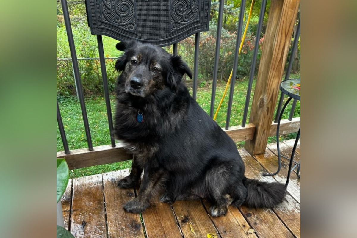 두 번째로 구조된 개 – 구조대원들은 변화를 믿을 수 없습니다 두 번째로 구조된 개 – 구조대원들은 변화를 믿을 수 없습니다