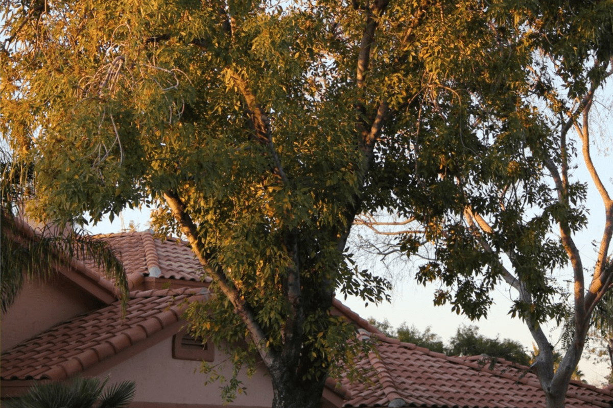 Landlord&nbsp;Sends&nbsp;Someone&nbsp;To&nbsp;&lsquo;Trim&rsquo; Backyard&nbsp;Tree&mdash;No&nbsp;One&nbsp;Prepared&nbsp;for&nbsp;Result