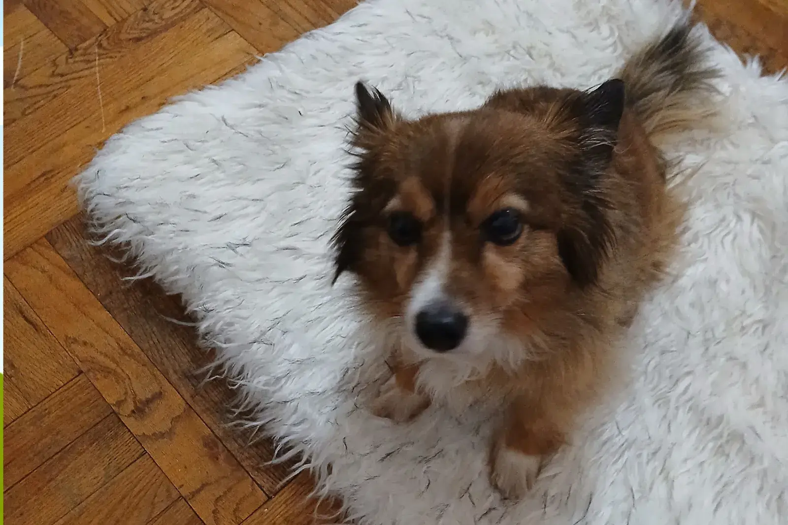 Poshie mix looking at camera