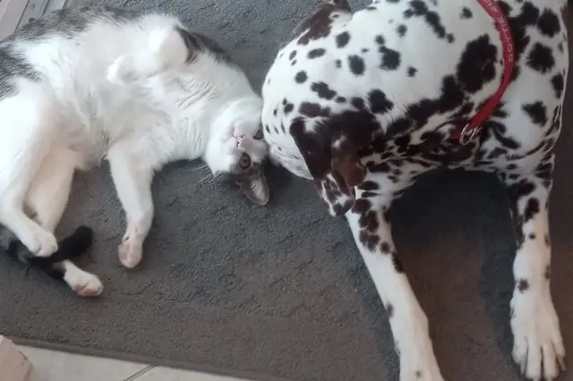 Cat and dog on the floor together