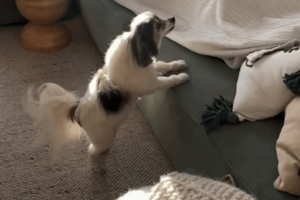 Owners Can’t Cope With Moment Dog Has Realization After 10 Days Away