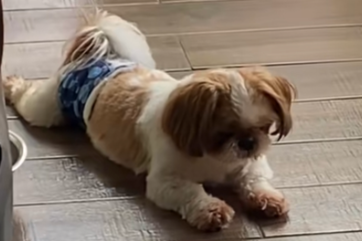 Tears at What Tiny Dog Does When He Finds Stray Cat: ‘Don’t Be Scared’