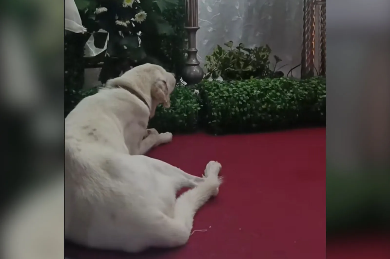 Heartbroken Dog Mourns Owner—Then Comes Devastating Twist