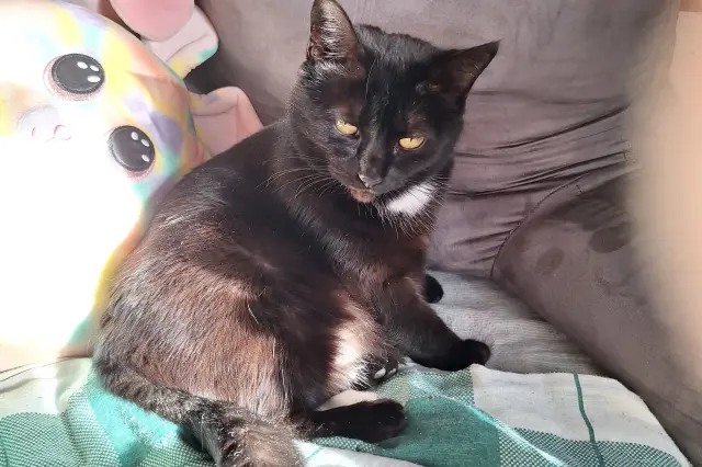 Rescue cat named Tobago