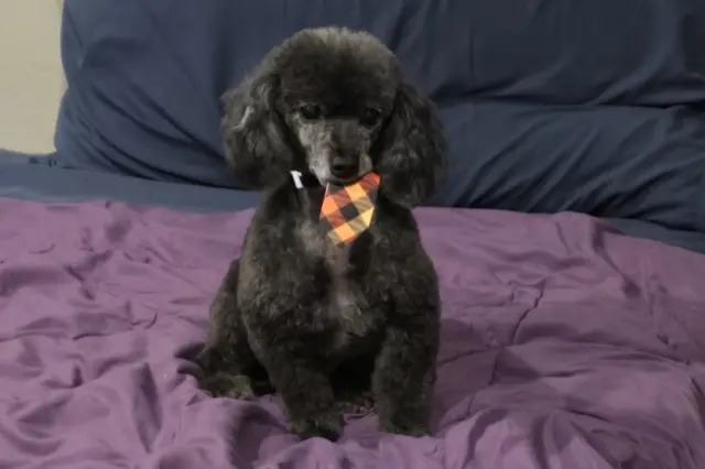 Dog wearing tie after groomer