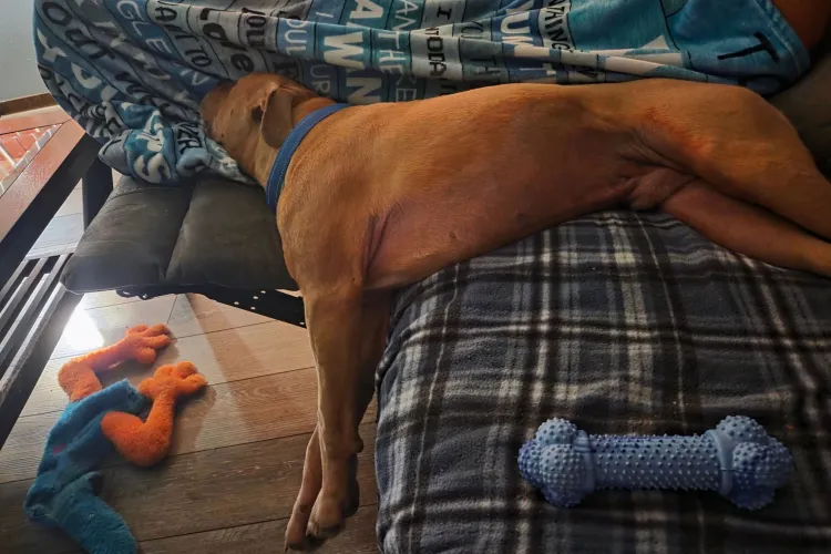 Dog in shelter 549 days finally adopted—then staff see a photo of him ... - Portable Dog Shelter For Travel