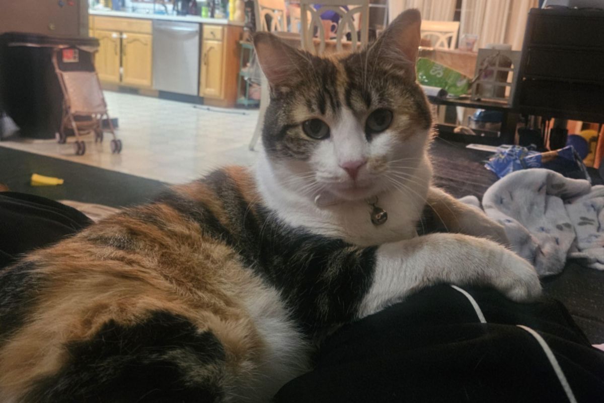 Kids taken to PetSmart for a fish, go home with something else instead