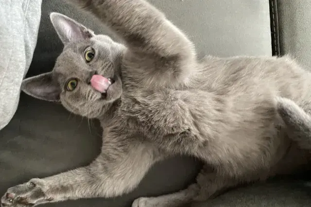 Gray cat sticking tongue out