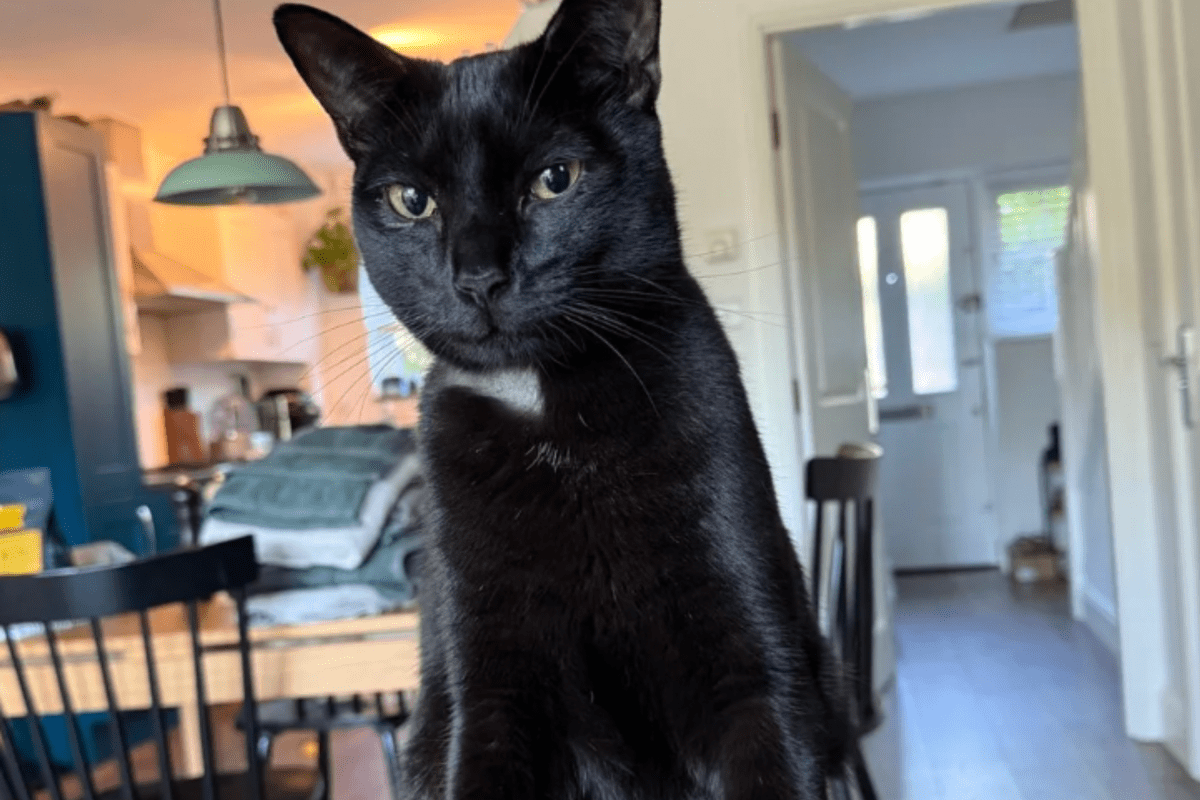 Cat Owners Get $6,000 Vet Bill for Mystery Ailment—Then Discover Truth