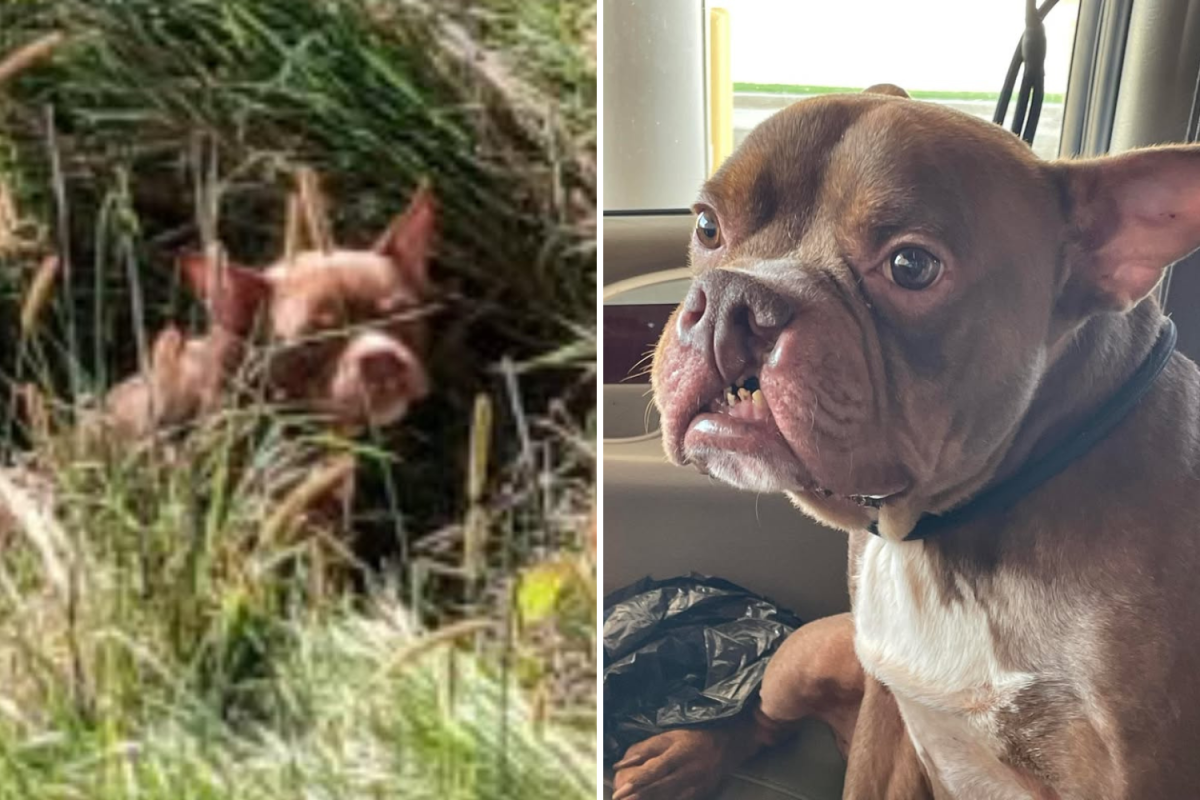 Fury As Dog Dumped on Michigan Field With 20lb Bag of Food 'Like Trash'