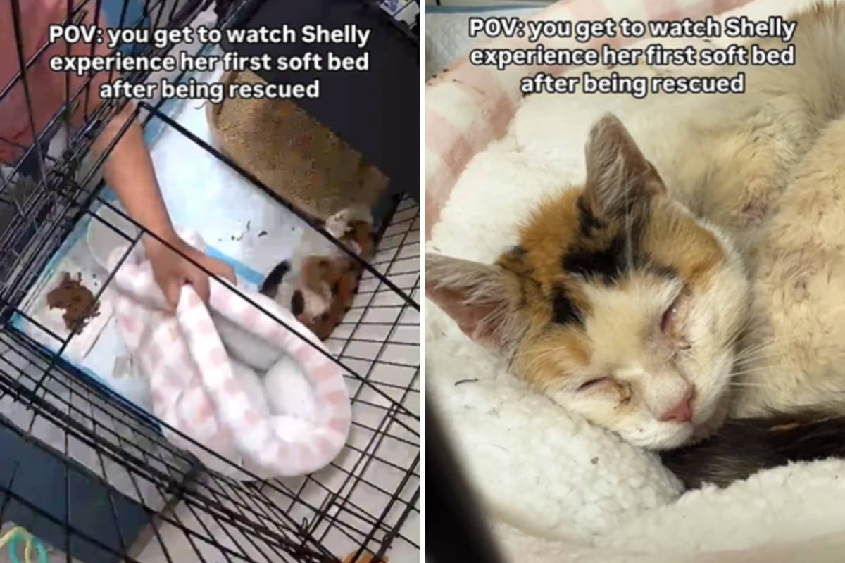 Moment Senior Cat Experiences ‘Soft Bed’ for the First Time Since Rescue
