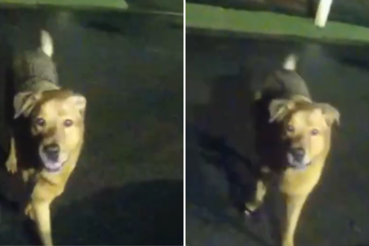 Missing Woman Rescued After Dog Leads Cops to Her Side