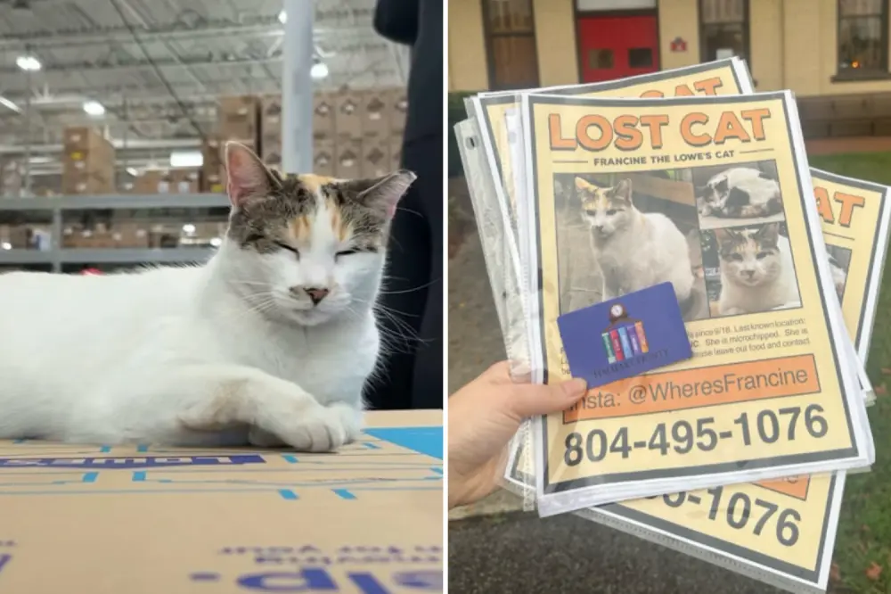 A Cat Who Lives at Lowe’s Went Missing—Thousands of Volunteers Searched