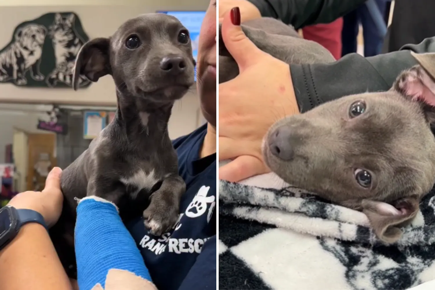 Shelter in Shock As 7-Week-Old Puppy 'Degloved' in Horror Bike