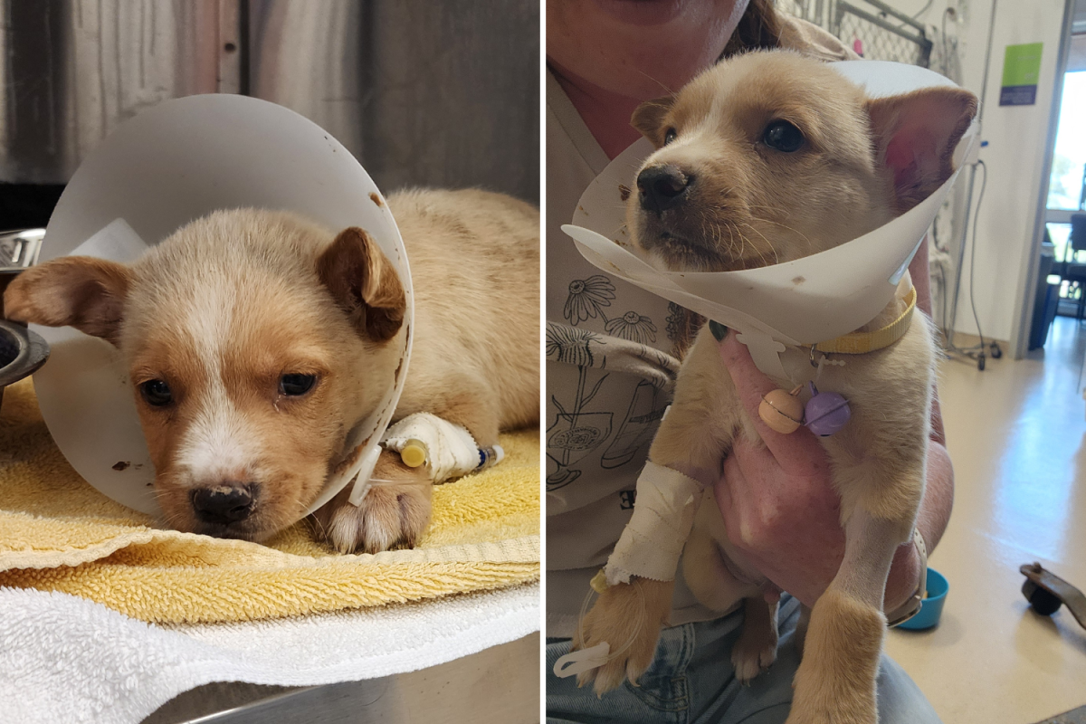 Face of Puppy Rescued After Being Thrown From Truck in Texas Breaks Hearts