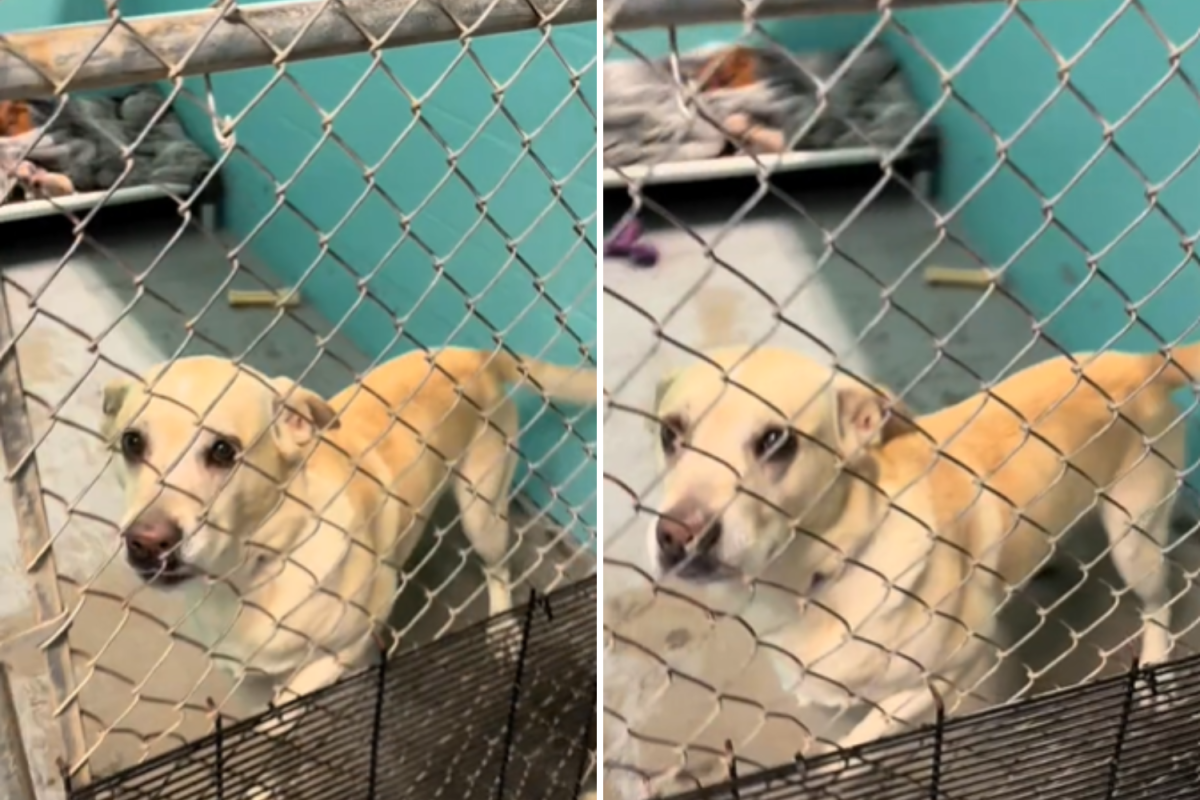 Man Asks To Adopt Shelter’s Oldest, Overlooked Dog—and the Rest Is History