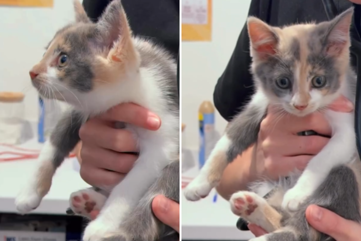 Kitten Gets Taken to Vets, but There’s One Super-Cute Problem