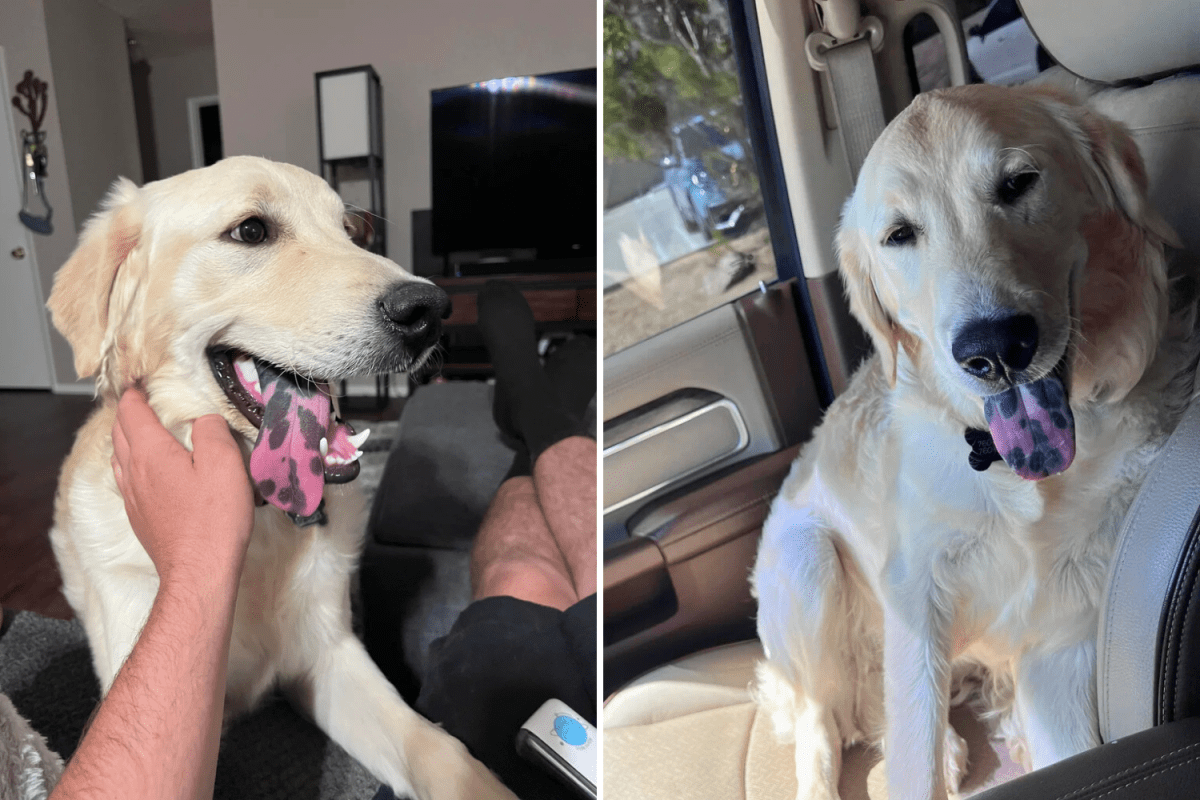 Owner Posts Pic of Golden Retriever Puppy—Awe at Eye-Grabbing Feature