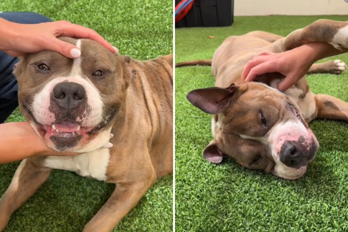 Dog Abandoned After Owner Had 'No Time'—Now He’s Looking for a Forever Home