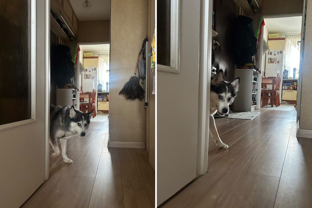 Man Adopts Dog 2 Years Ago, Can’t Believe What He Still Does ‘Every Night’