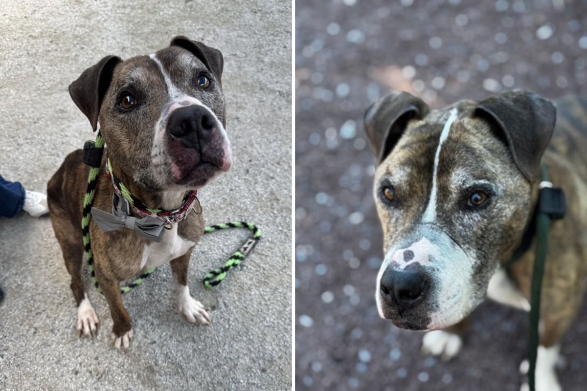 Tears Over 14-Year-Old Dog in Shelter ‘All Dressed Up With Nowhere To Go’
