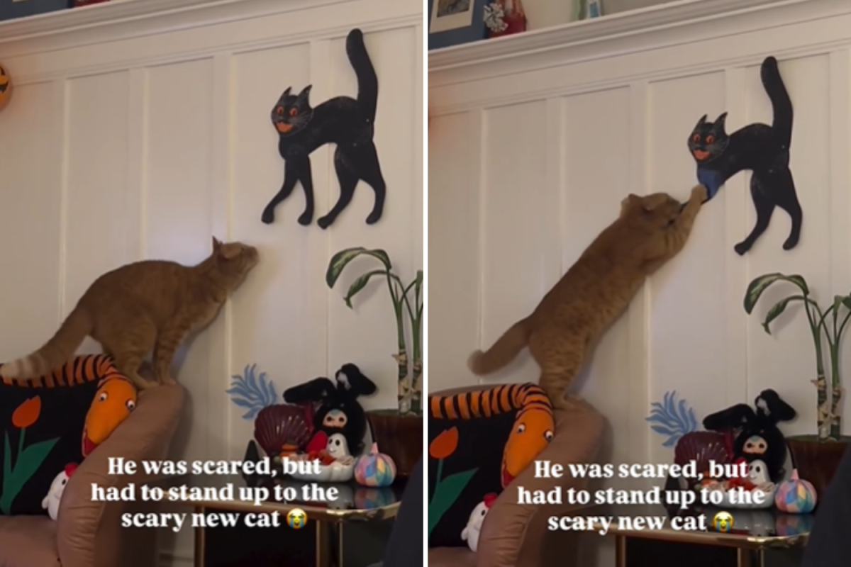 Owner Gets Black Cat Halloween Decoration, Orange's Response Is Priceless