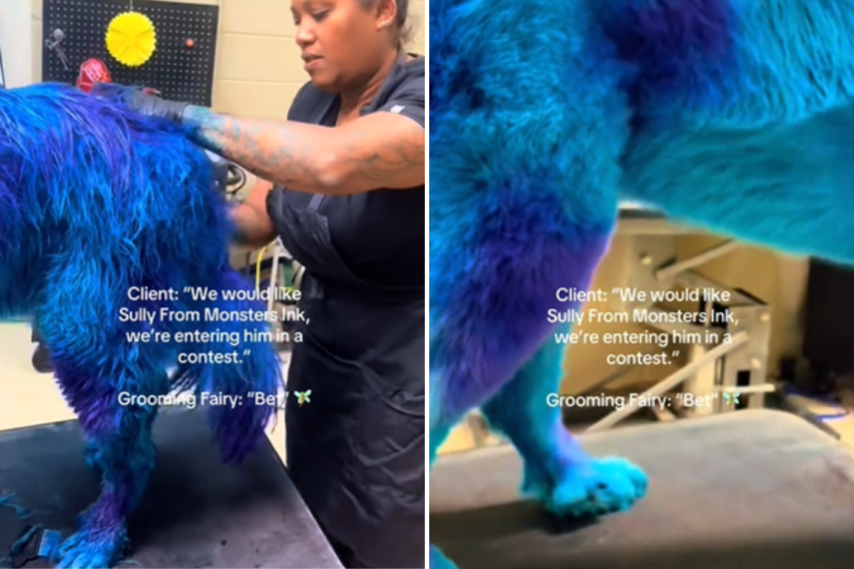 Groomer Completely Dyes Dog Blue&mdash;Internet Not Prepared for the End Result