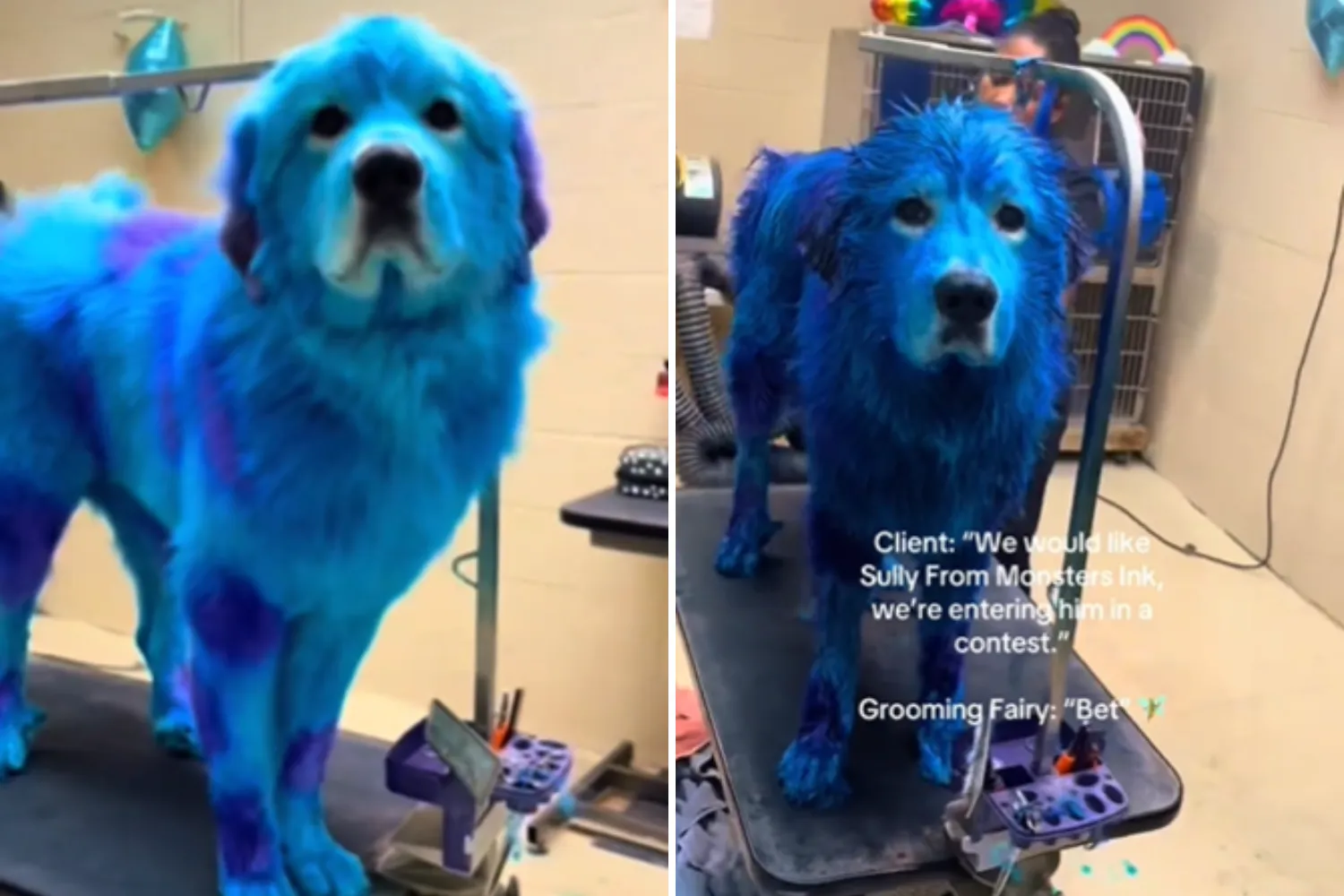 It Dogs ベアニット　ブルー系 Groomer Completely Dyes Dog Blue—Internet Not Prepared for the End
