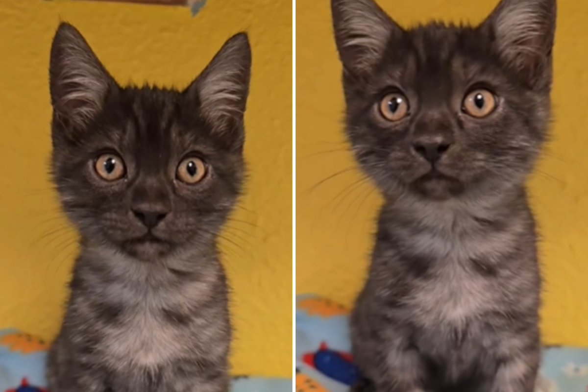 Rare Kitten Ends Up in Shelter, Captivates Staff With His 'Magical' Looks