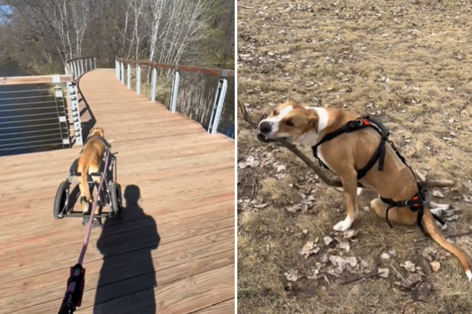 Owner of Paralyzed Dog Checks Security Cam, Can’t Believe What She Sees