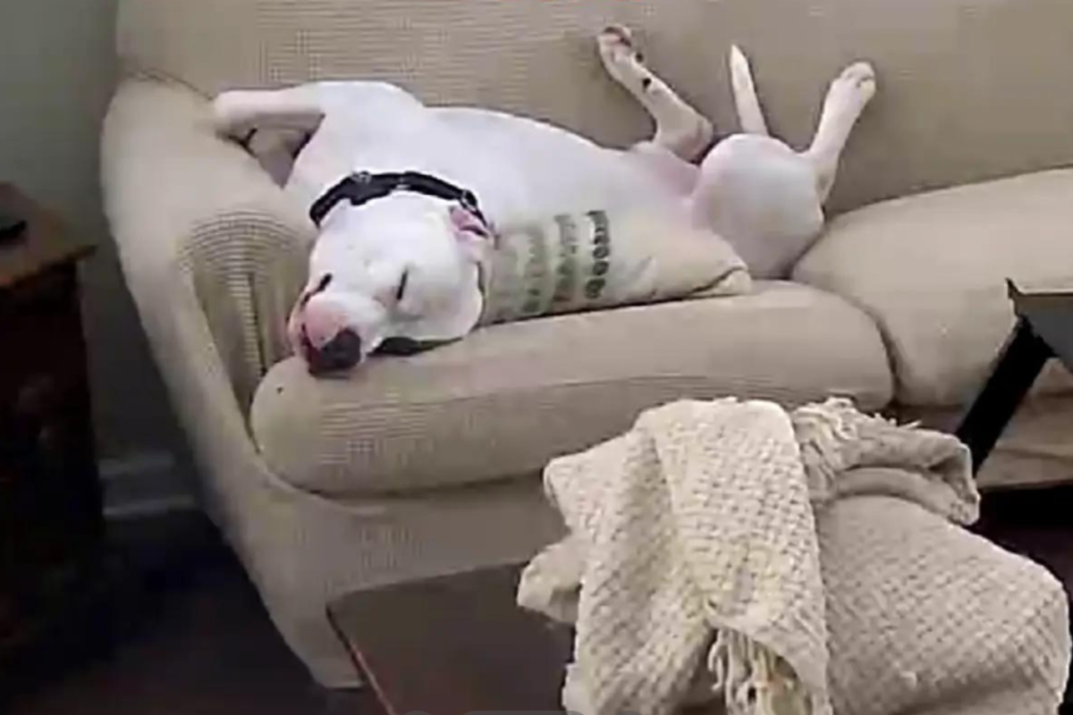 Laughter at What Rescue Dog Does While Owners Work: & 039;Respect the Hustle& 039;