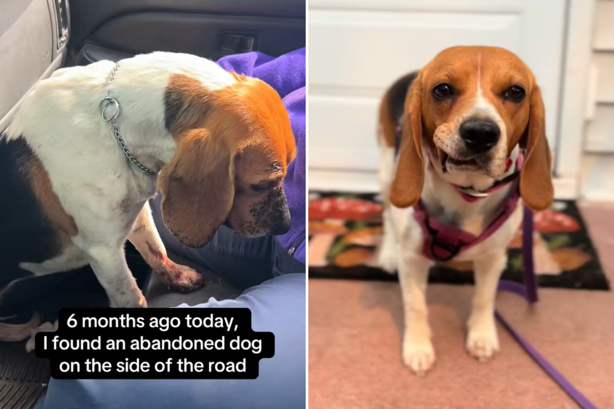 Beagle Found on Roadside After Being Shot Twice in Head, Then Luck Changes
