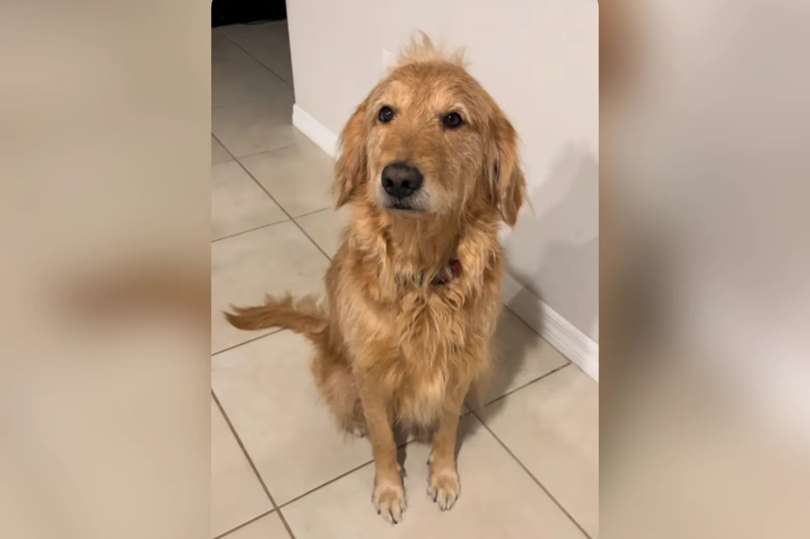 Dog Wakes From Nap After Hearing Pantry Door, Hysterics at What Owner ...