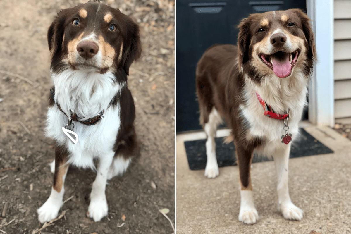Owner Adopts ‘Border Collie’ Mix, 9 Years Later DNA Test Reveals Truth
